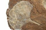 Two Fossil Ginkgo Leaves From North Dakota - Paleocene #188818-2